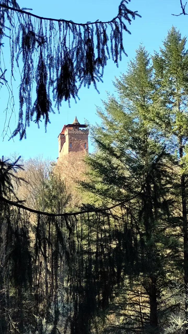 The tower of Berwartstein Castle can be seen high above the trees