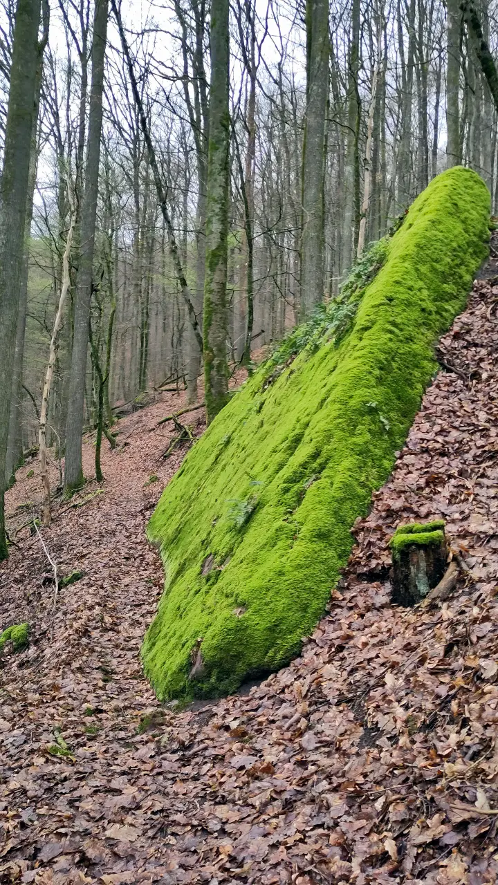 A large smooth rock face next to the trail, completely covered in moss