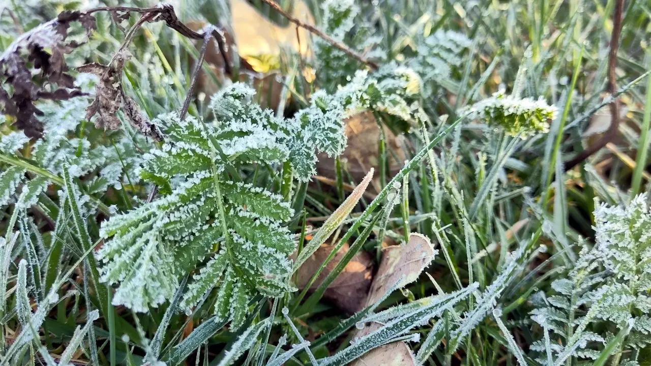 Closeup of some plants in the gras. Everything is covered in frost