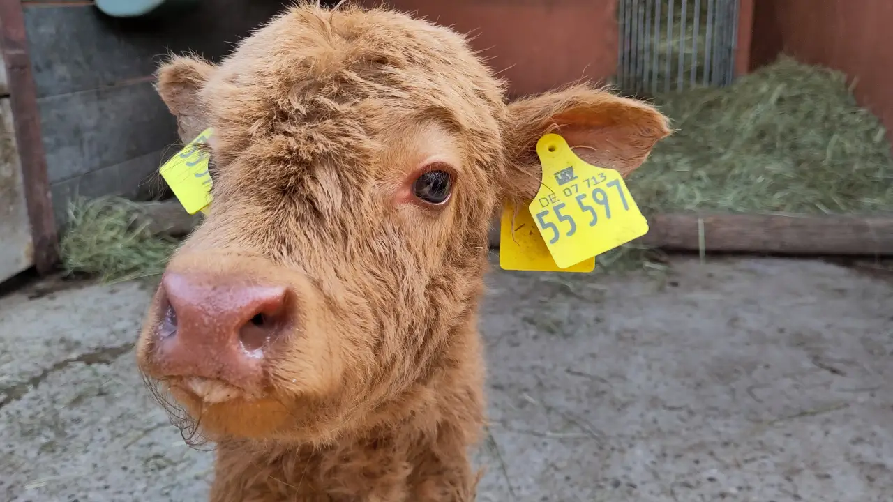 A brown calf sniffing in a closeup
