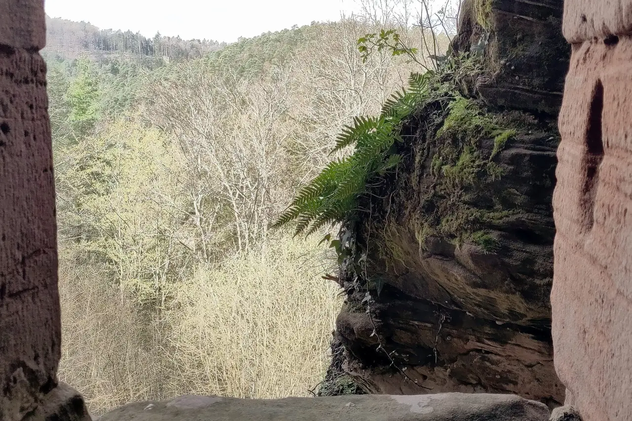 View out of a window of the castle looking at a fern growing on the natural rock face forming one side of the widow frame.