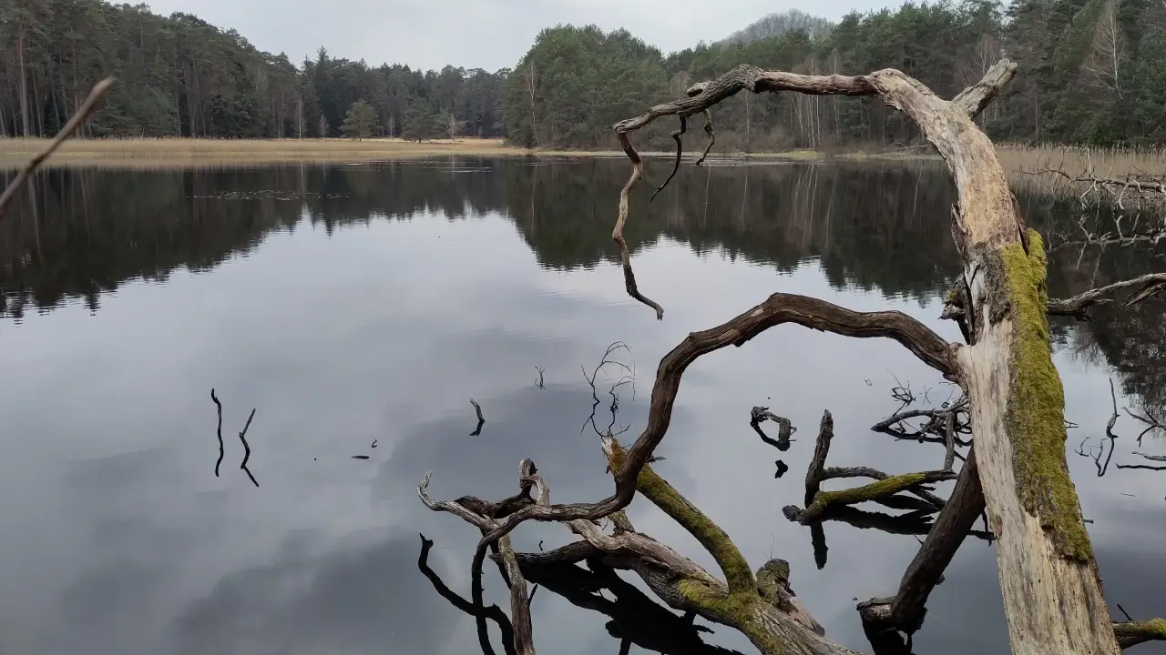 A dead tree in the mirror-smooth water of a lake in the woods