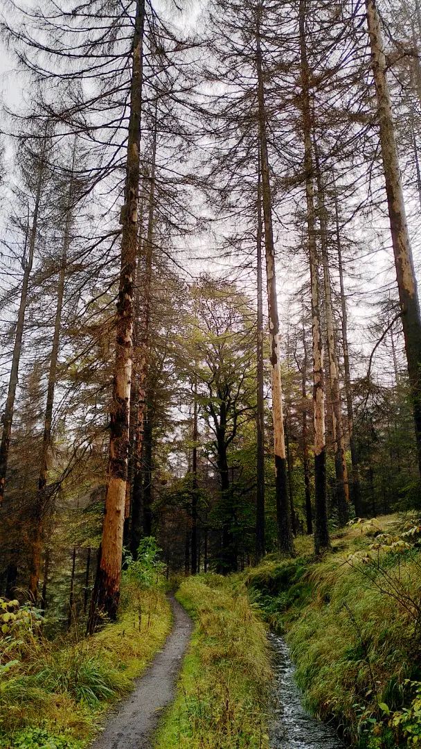 Some dead spruce trees with peeling bark along the trail