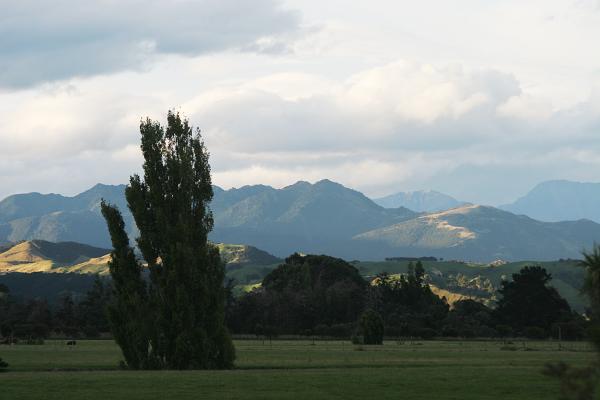 Landschaftspanorama mit Bäumen vor den Bergen der Kaikoura Range