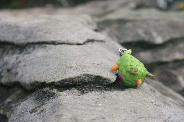 GG knabbert an einer Lage der Pancake Rocks