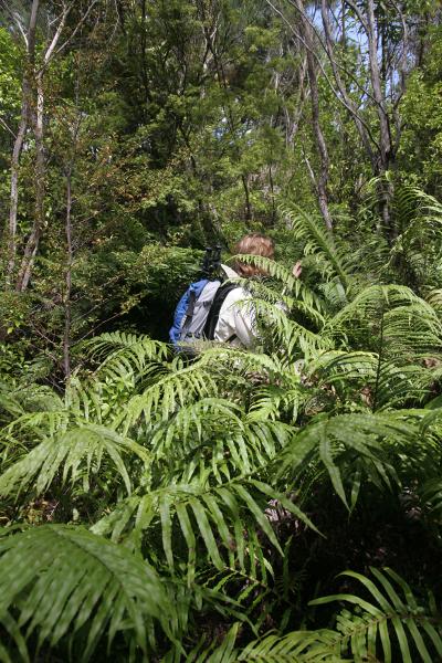 Manu von hinten gerade noch so im Dickicht zu erkennen