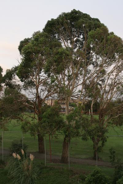 Ein Laubbaum mit dunklem Stamm, der nach oben mangels Rinde immer heller wird.
