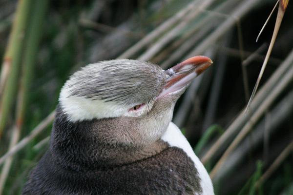 Ein Gelbaugenpinguin, der misstrauisch richtung Kamera schielt
