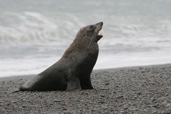 Ein Seelöwe am Strand, der die Zähne zeigt