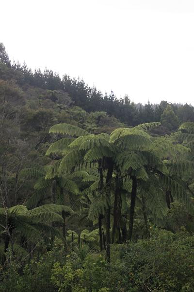 Ein Baumfarn vor einem dichten Wald im Hintergrund