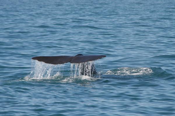 Die Schwanzflosse eines Buckelwals beim Abtauchen