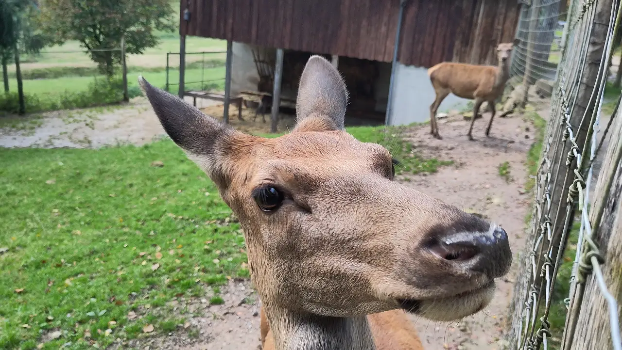 Ein Reh direkt vor der Kameralinse