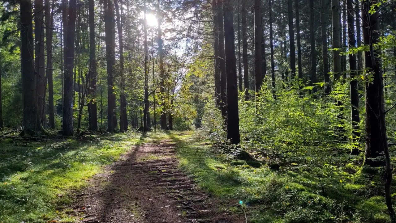 Ein sonnendurchfluteter kleiner Waldweg