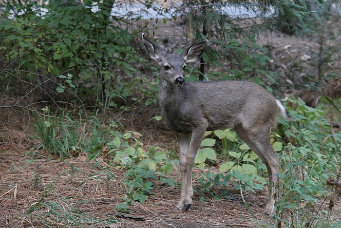 ... und ein Kitz dazu