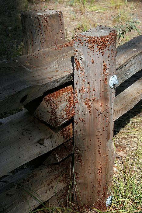 Weiß der Geier, was die da wollen